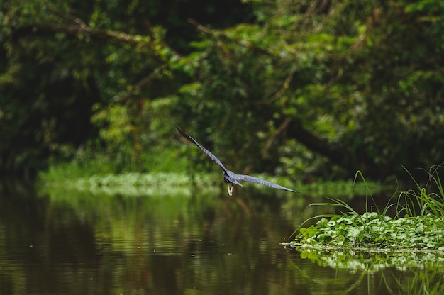 Free Photo selective focus shot of blue heron in flight