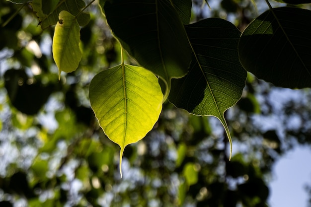 Free photo selective focus shot of bohemian knotweed with bokeh background