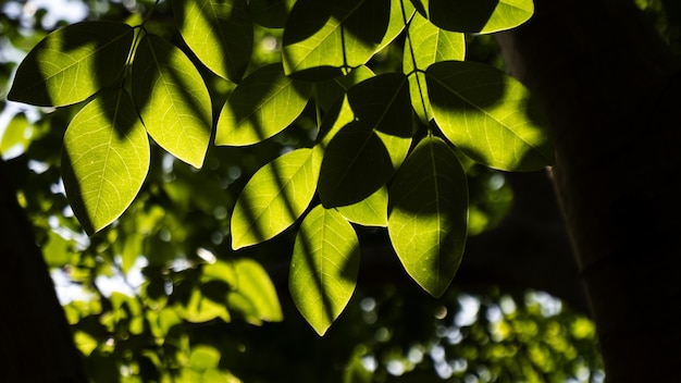 Free Photo selective focus shot of bohemian knotweed with bokeh background