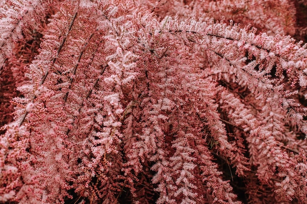 Selective focus shot of branches with pink blossom buds