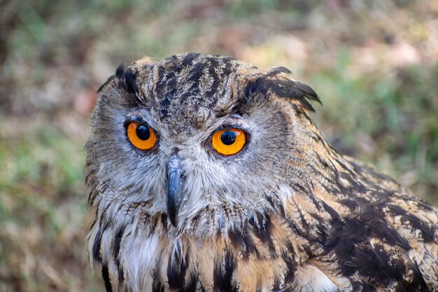 Selective focus shot of a brown and black owl sitting in a grassy field