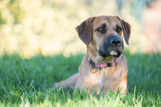 Selective focus shot of brown Boerboel sitting on green grass