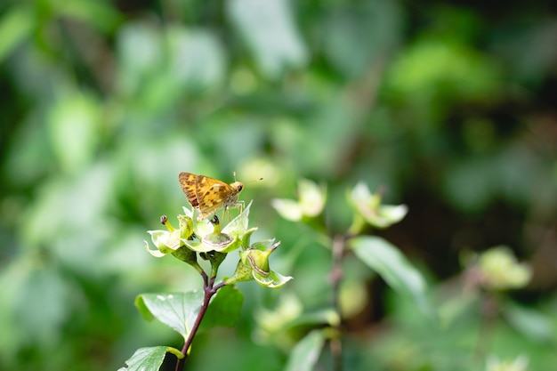 Free photo selective focus shot of a brown butterfly on the greenery