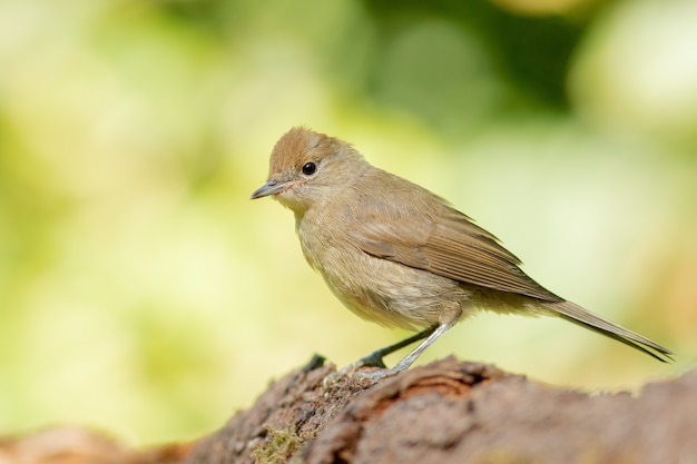 Selective focus shot of brown indigo bunting with smooth green background