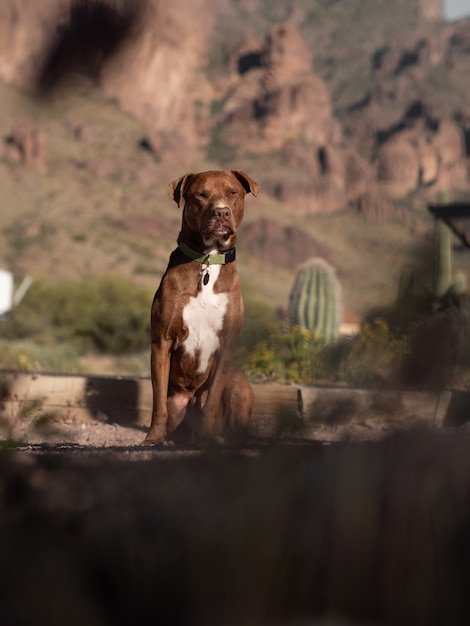 Free photo selective focus shot of a brown pitbull in a canyon landscape