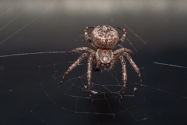 Free photo selective focus shot of a brown spider on the spider web