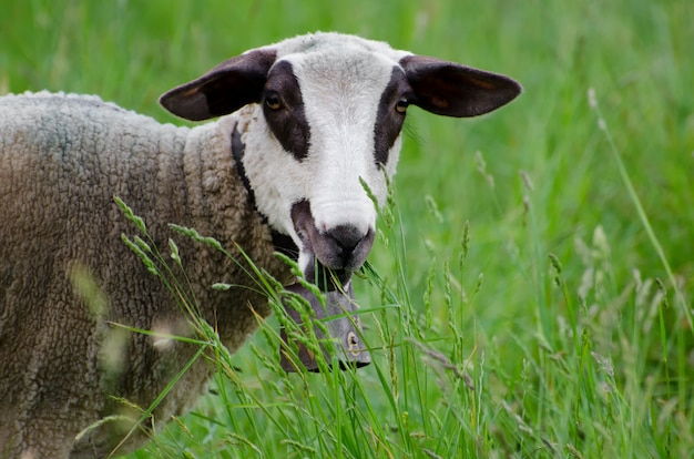 Selective focus shot of brown and white young sheep in the green field