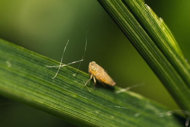 Selective focus shot of a bug on a leaf