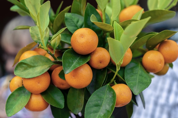 Free Photo selective focus shot of a bunch of citrus calamondin