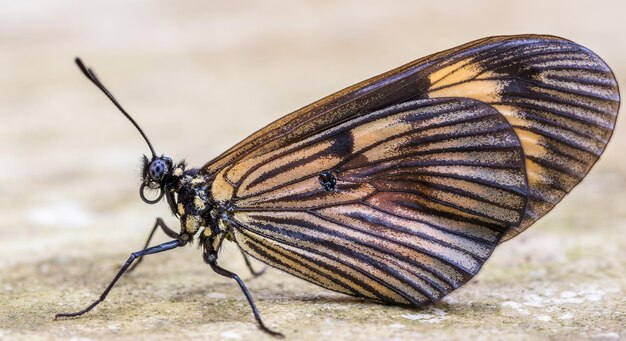 Selective focus shot of a butterfly