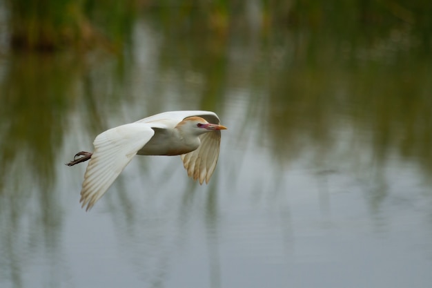 Free Photo selective focus shot of a cattle egret flying in the air