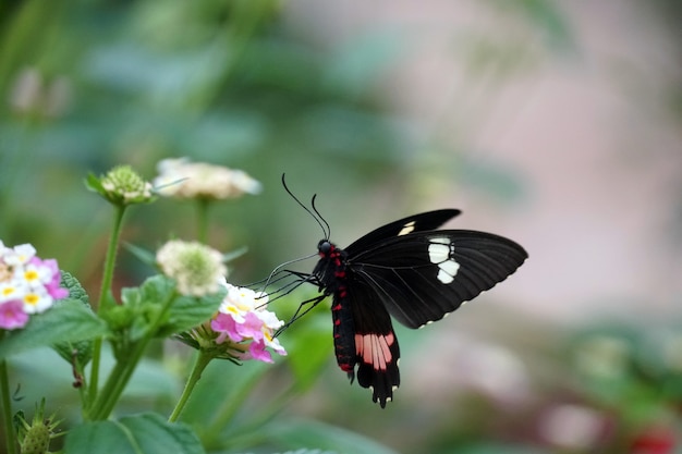 Free photo selective focus shot of a cattleheart butterfly perched on a pink flower