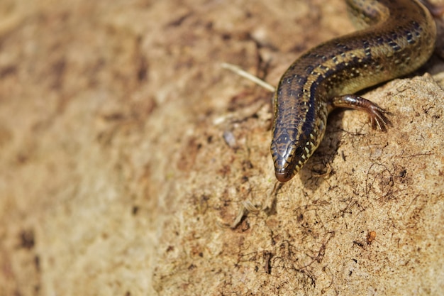 Free photo selective focus shot of chalcides ocellatus basking on a rock in the maltese countryside