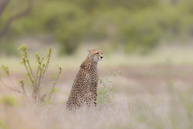 Free Photo selective focus shot of a cheetah sitting in a dry grassy field while looking around