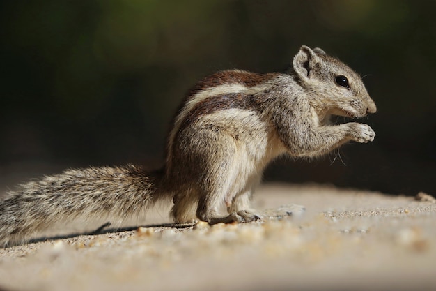 Free photo selective focus shot of a chipmunk under the sunlight