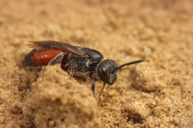 Free photo selective focus shot of a cleptoparasitic blood bee on the ground