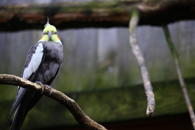 Selective focus shot of a cockatiel on a branch