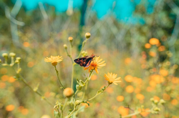 Selective focus shot of a colorful butterfly on an orange flower