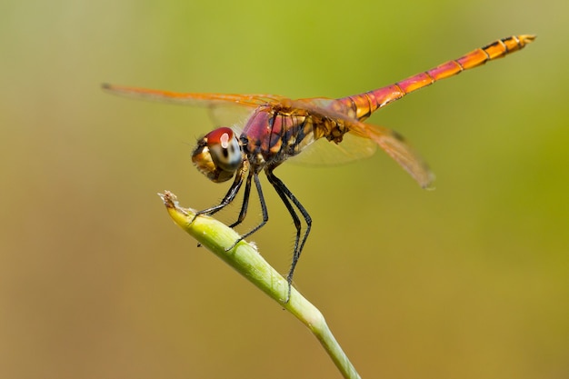 Selective focus shot of a colorful dragonfly outdoors during daylight