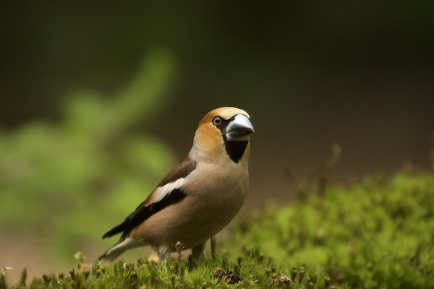 Selective focus shot of a common grosbeak