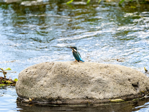 Free photo selective focus shot of a common kingfisher perched on the stone