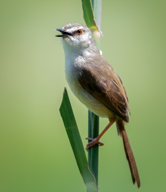 Selective focus shot of a Common nightingale on a leaf