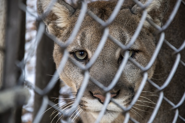 Selective focus shot of a cougar looking at the camera through a metal fence