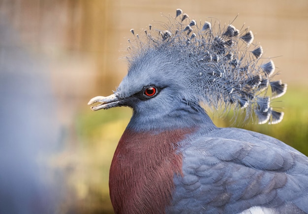 Free Photo selective focus shot of a crowned pigeon outdoors during daylight