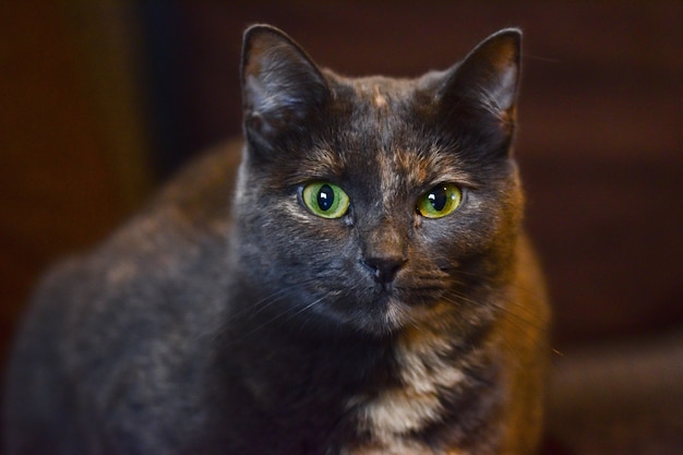 Free photo selective focus shot of a cute black cat with green angry eyes