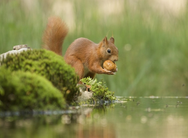 Free photo selective focus shot of a cute brown fox squirrel