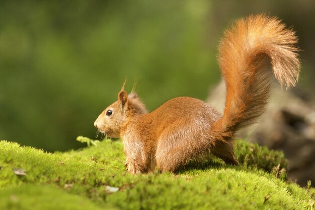 Selective focus shot of a cute brown fox squirrel