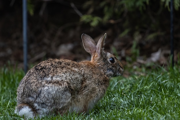 Free photo selective focus shot of a cute brown rabbit sitting on the grass-covered field