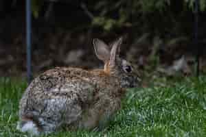 Free photo selective focus shot of a cute brown rabbit sitting on the grass-covered field