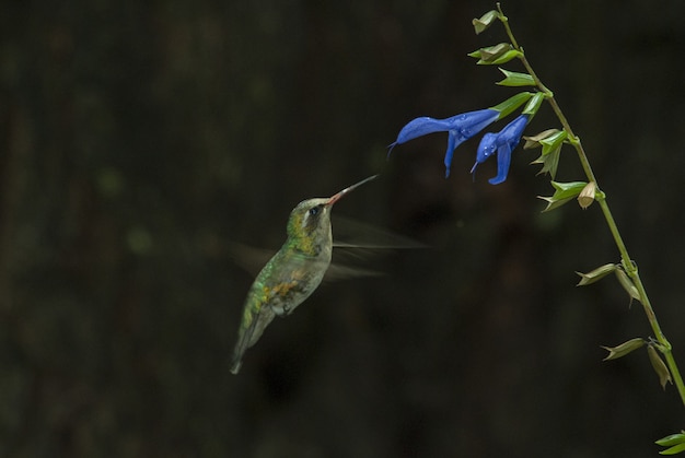 Free photo selective focus shot of a cute colibri smelling the taste of a blue flower