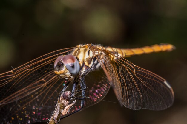 Selective focus shot of a cute dragonfly