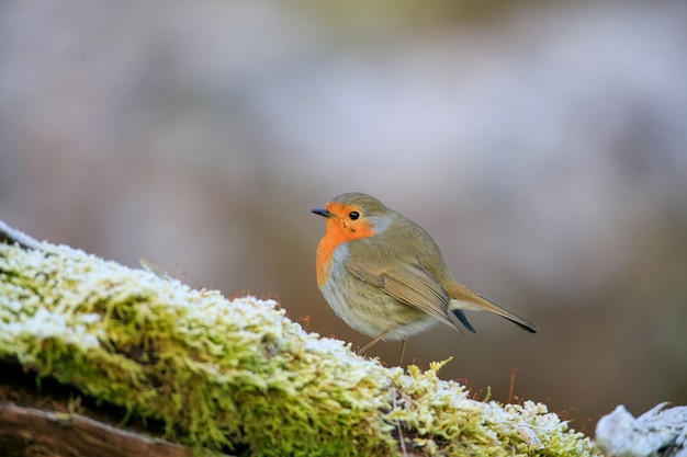 Free Photo selective focus shot of a cute european robin bird sitting on the mossy branch