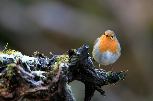 Selective focus shot of a cute European robin bird sitting on the mossy branch