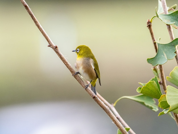 Selective focus shot of a cute exotic bird standing on a tree branch in the middle of a forest