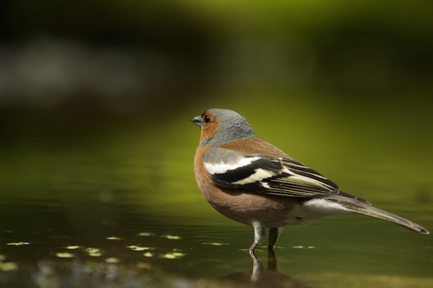 Free Photo selective focus shot of a cute finch bird