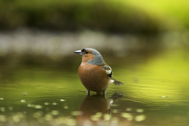 Free Photo selective focus shot of a cute finch bird