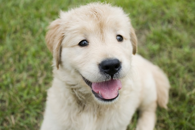 Free photo selective focus shot of a cute golden retriever puppy sitting on a grass ground