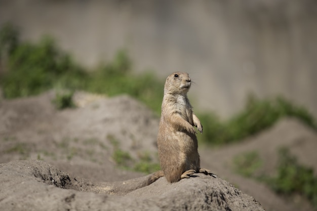 Free photo selective focus shot of a cute gopher