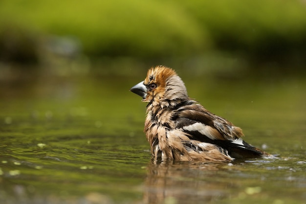 Selective focus shot of a cute hawfinch bird