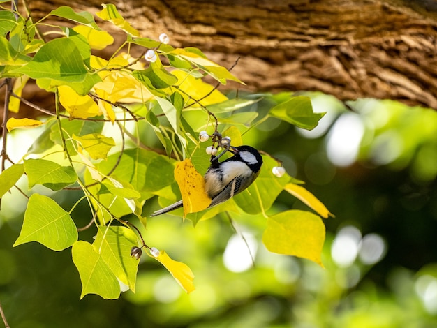 Free photo selective focus shot of a cute japanese tit sitting on a tree branch