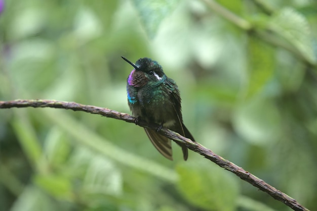 Free photo selective focus shot of a cute purple-throated sunangel bird perched on the twig