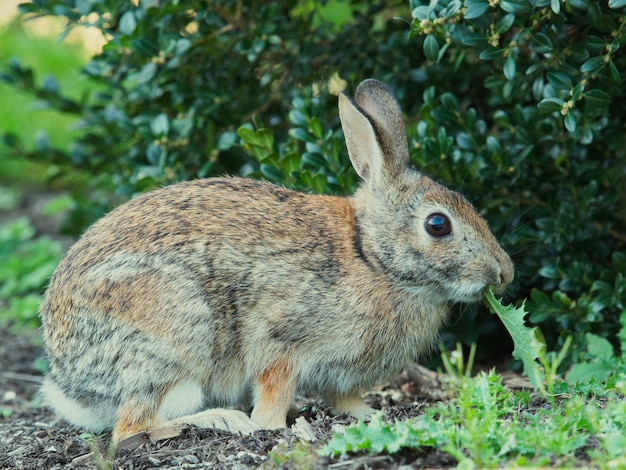 Selective focus shot of a cute rabbit in the park