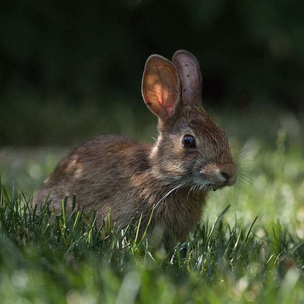 Free photo selective focus shot of a cute rabbit in the park