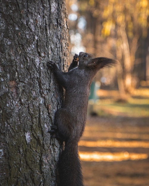 Free photo selective focus shot of a cute tassel-eared squirrel climbing on the tree