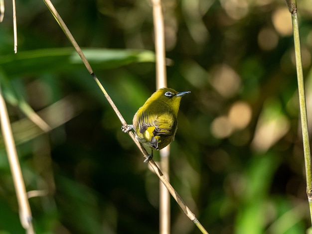 Free photo selective focus shot of a cute warbling white-eye resting on the twig in izumi forest in yamato