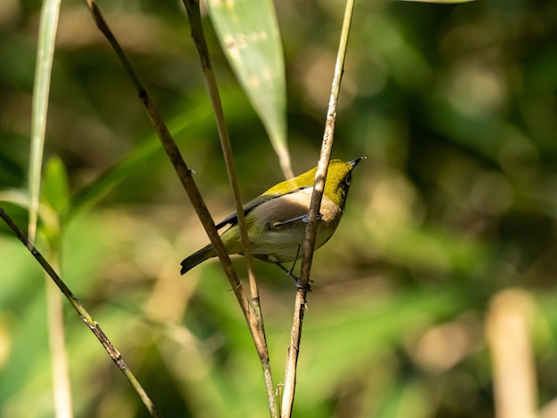 Selective focus shot of a cute Warbling white-eye resting on the twig in Izumi forest in Yamato